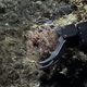 Robotic arm around coral